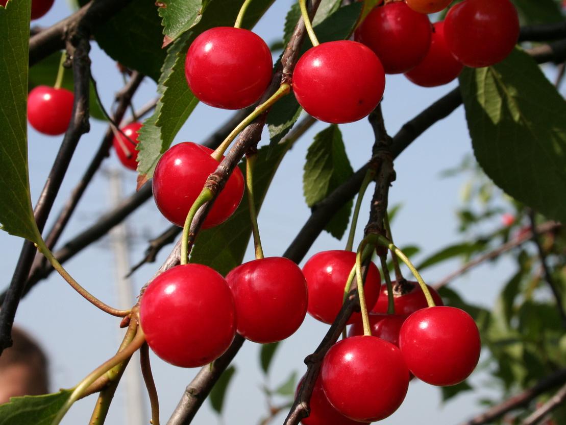 Kralovna Hortensie