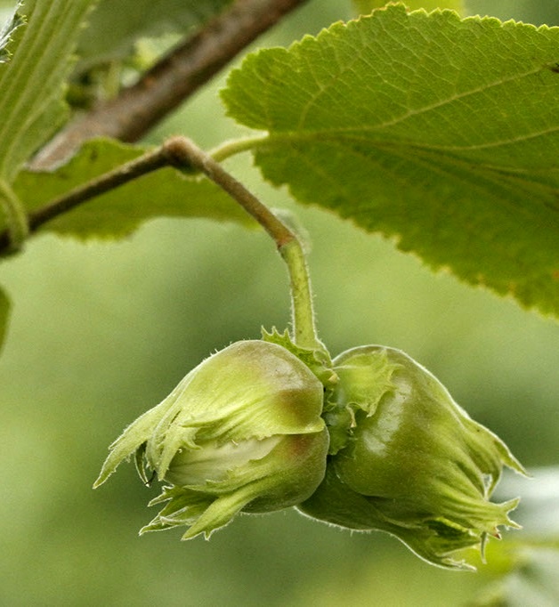 Hallská obrovská